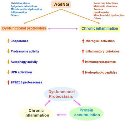 Proteostasis Dysfunction in Aged Mammalian Cells. The Stressful Role of Inflammation